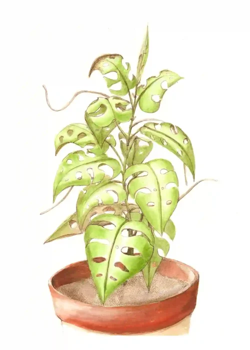 Monstera Mum