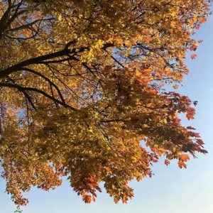 autumn tree