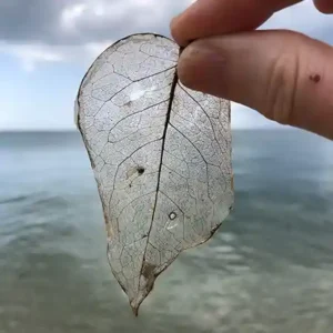 leaf skeleton