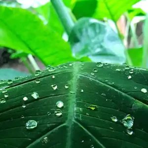 raindrops